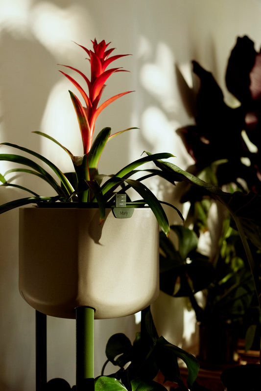 Smaller Marly Planter