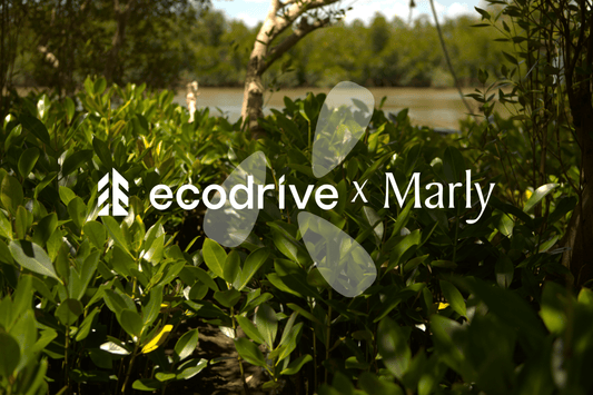 ecodrive marly tree planting