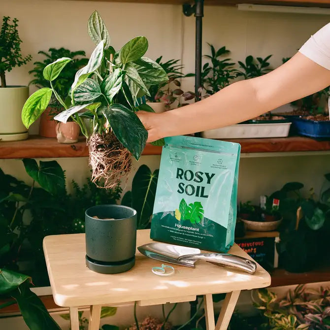indoor plants potting Indoor Potting Mix
