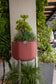 Smaller, Earthy Terracotta Self-Watering Planter