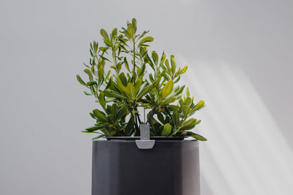 Large, Deep Indigo Self-Watering Planter