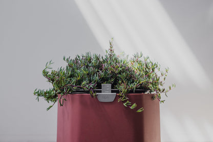 Small, Earthy Terracotta Self-Watering Planter